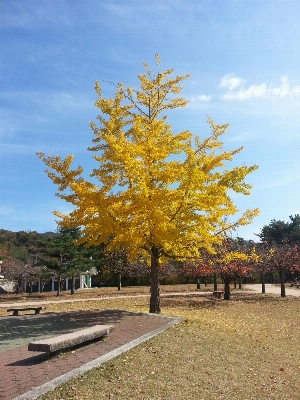 Landscape tree plant wood Photo