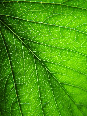 Foto Natura ramo pianta foglia