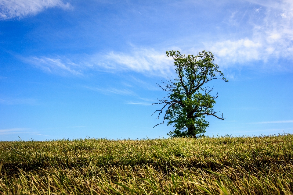 Landscape tree nature forest