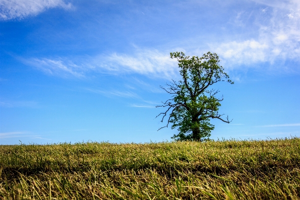 Landscape tree nature forest Photo