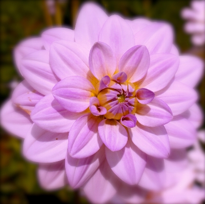 Nature blossom plant flower Photo