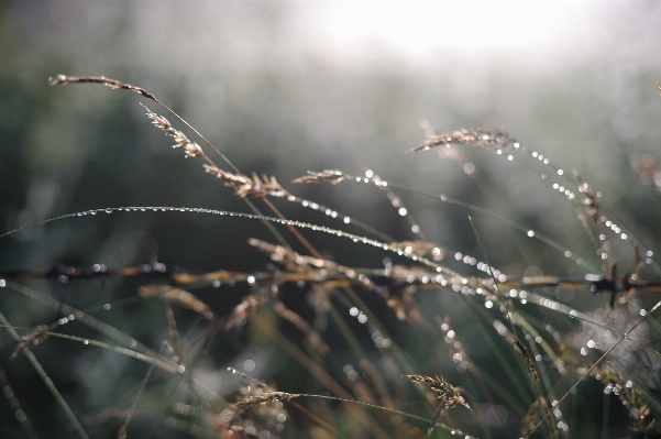 Photo Arbre eau nature herbe