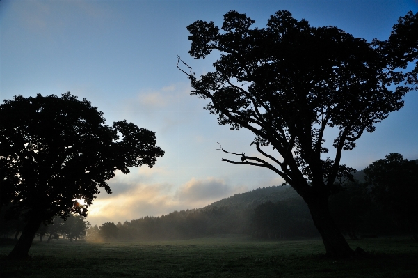 Landscape tree nature forest Photo