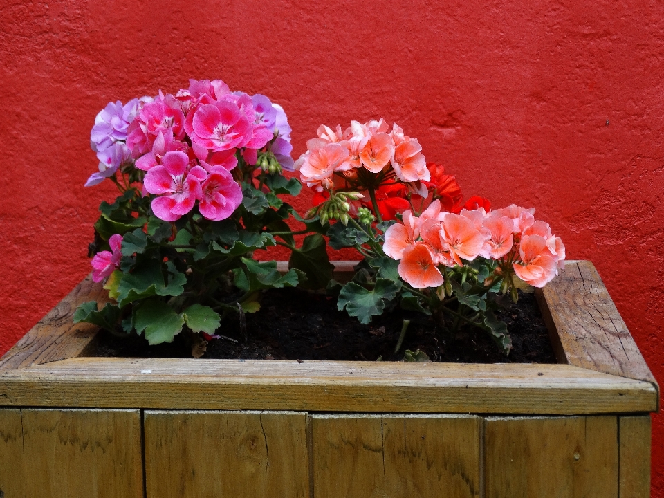 Natura fiore aprire pianta