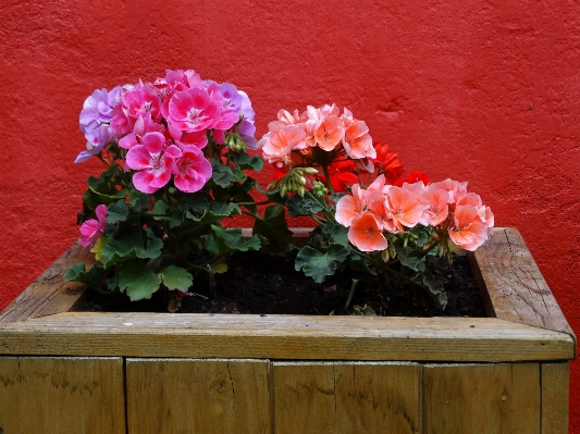 Nature blossom open plant Photo