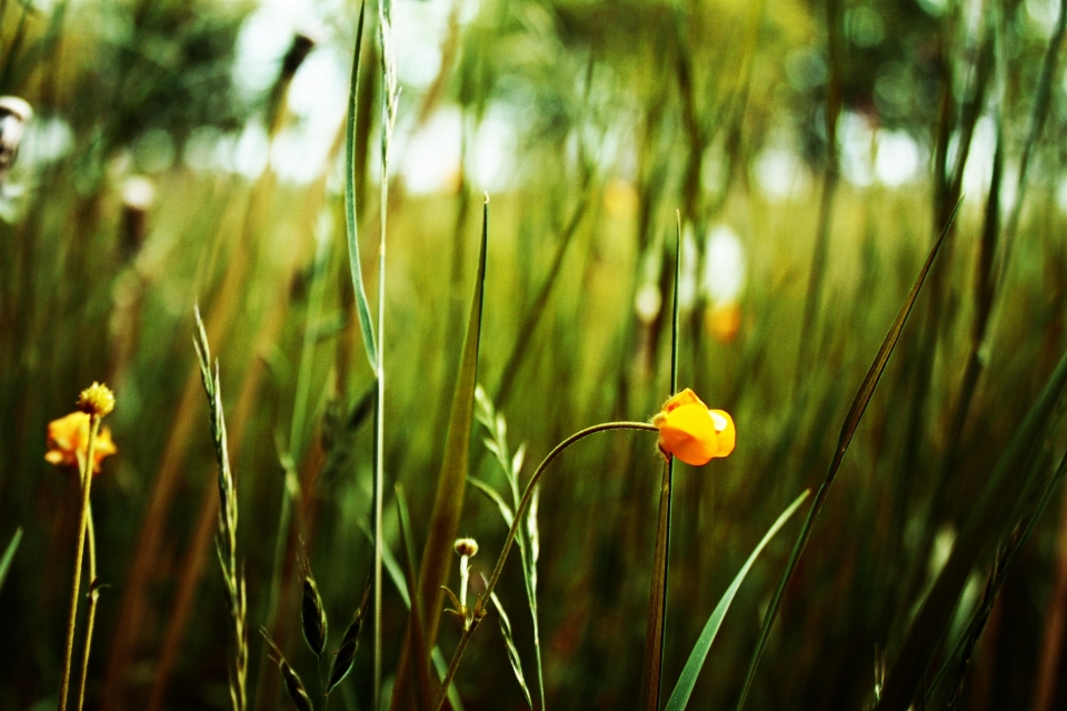 Landscape nature forest grass