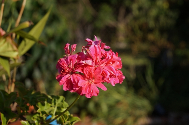 Nature blossom plant leaf Photo