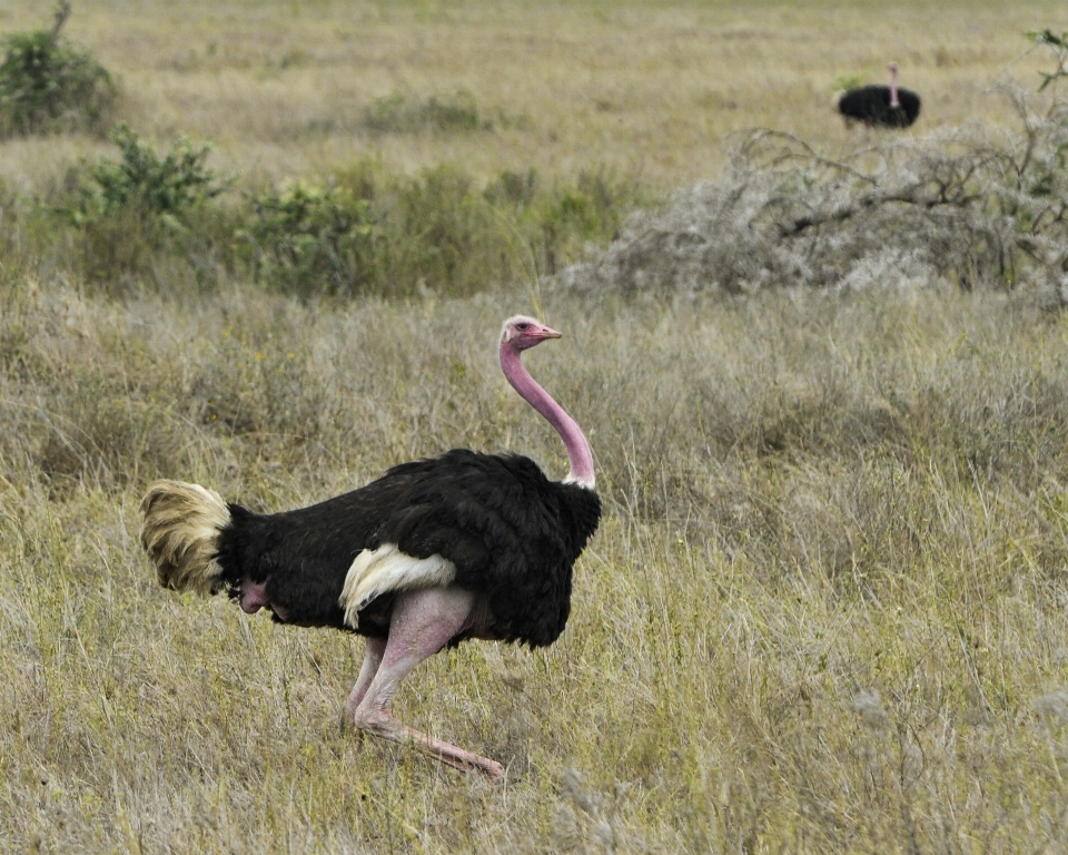 Nature bird prairie game