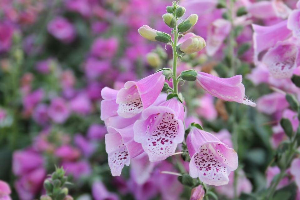 Nature outdoor blossom plant