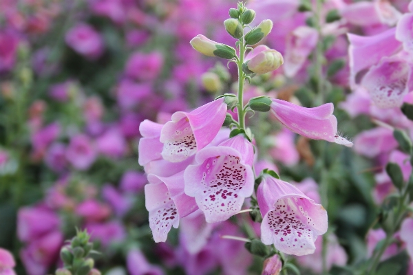 Nature outdoor blossom plant Photo