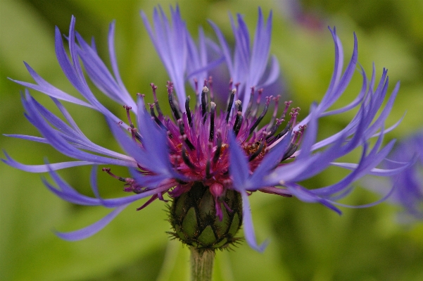 Nature blossom plant meadow Photo