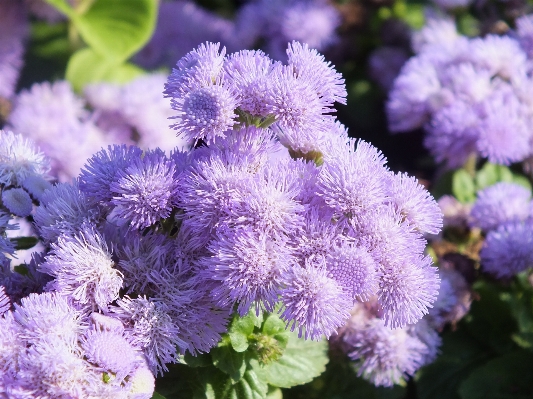 Foto Fiore pianta petalo erba