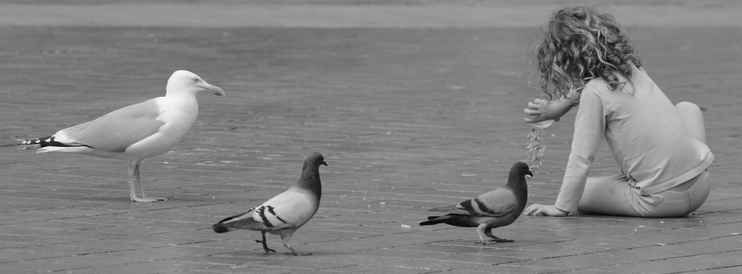 Photo Oiseau aile noir et blanc
 personnes