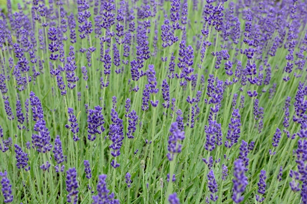 Nature blossom plant field Photo