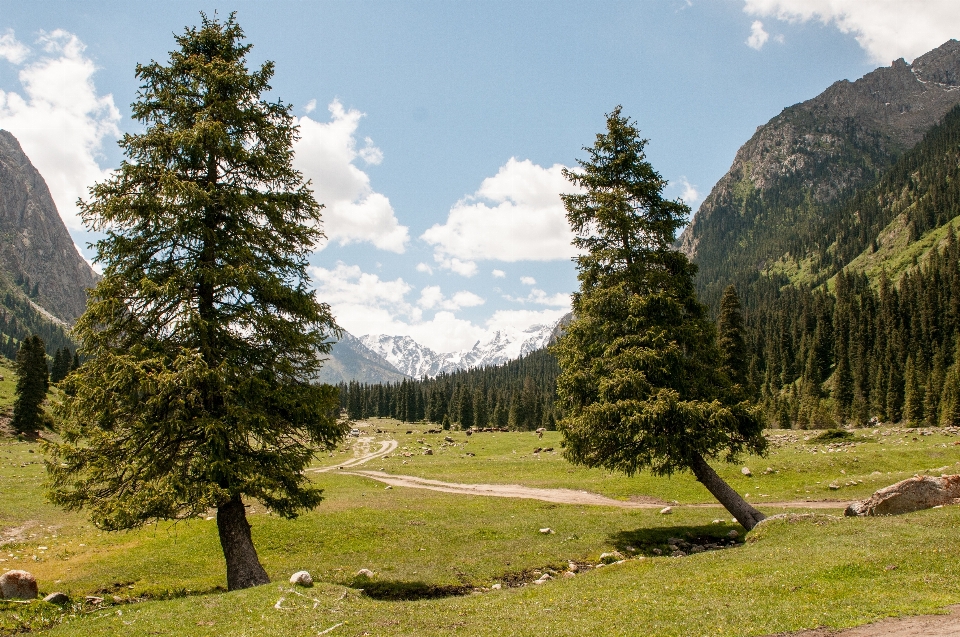 Landscape tree nature forest