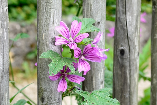 Nature blossom plant leaf Photo