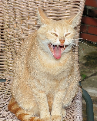 Weiblich katze säugetier fauna Foto