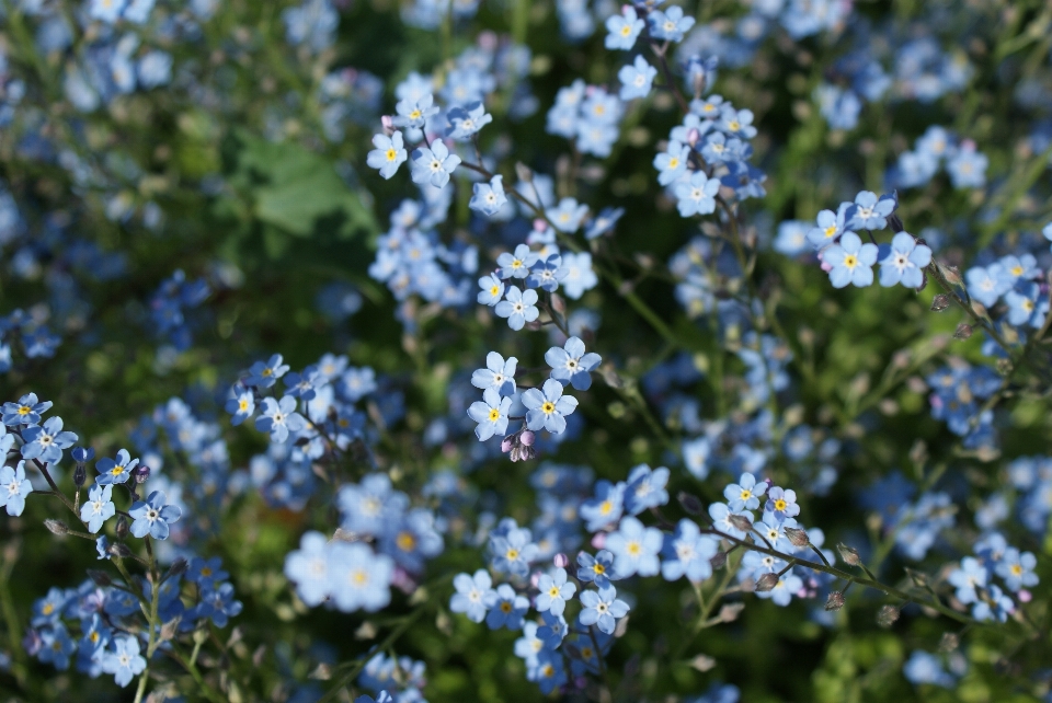 Nature fleurir usine prairie
