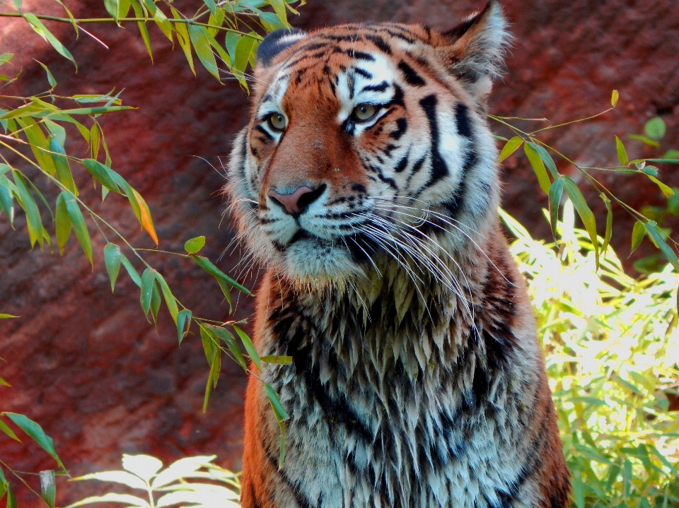 Animali selvatici selvaggio zoo giungla