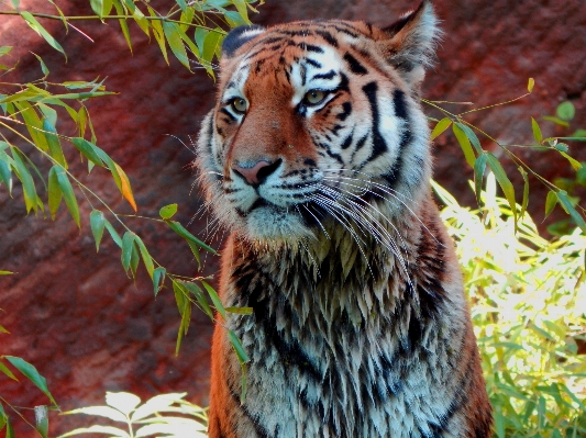 野生動物 野生 動物園 密林 写真