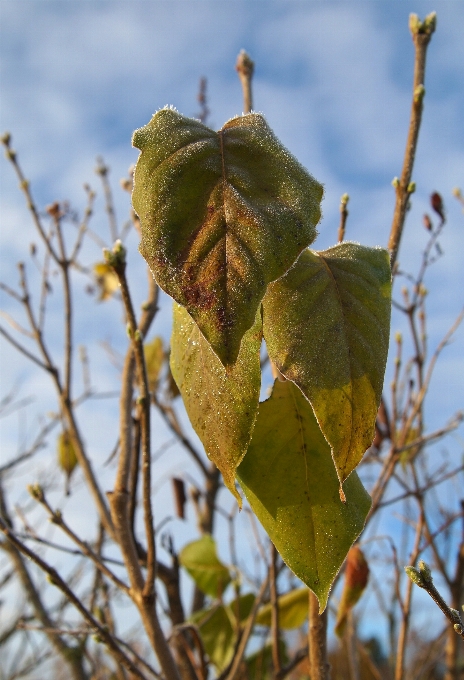 Drzewo natura oddział kwitnąć