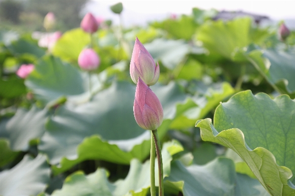 Foto Naturaleza florecer planta flor