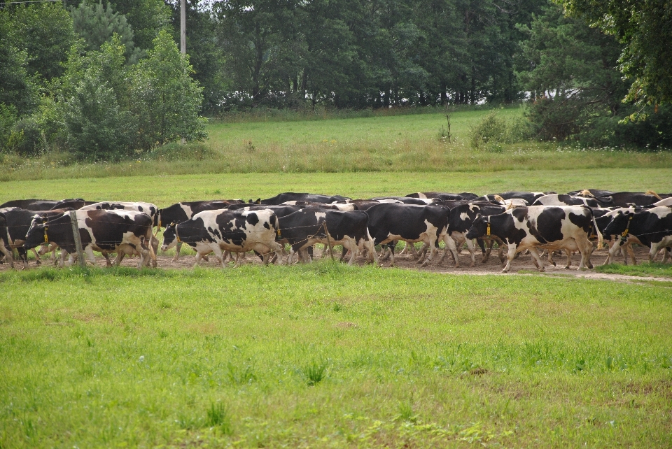 Paisagem grama campo fazenda