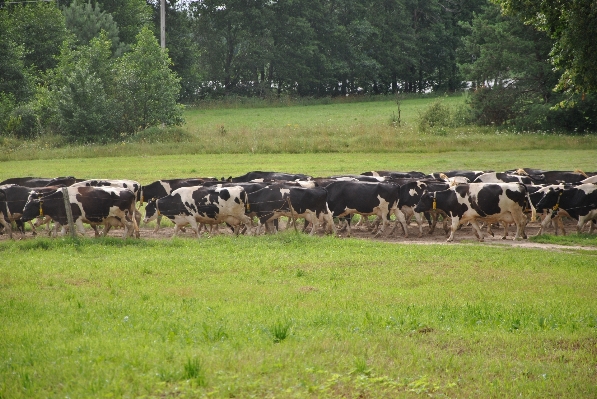 Landscape grass field farm Photo