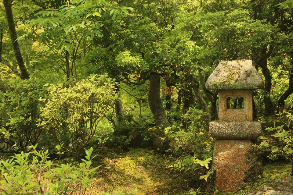 Natura foresta fiore giungla