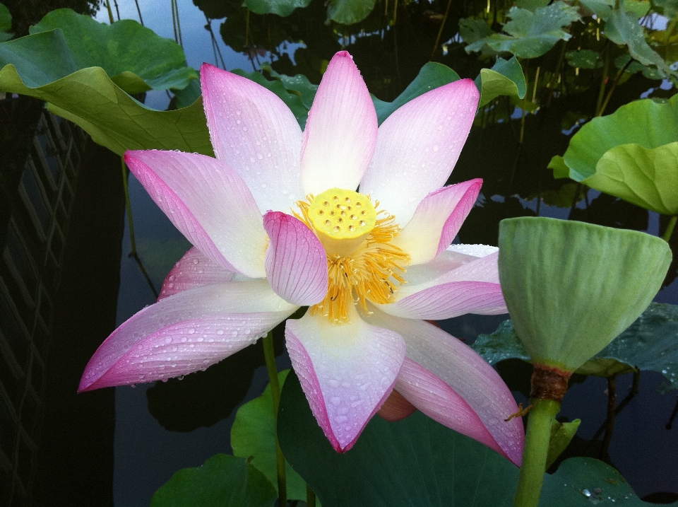 水 自然 植物 花