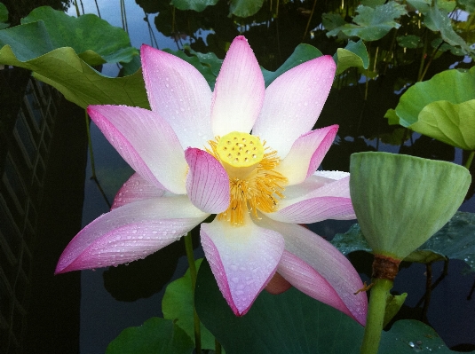 Foto Agua naturaleza planta flor