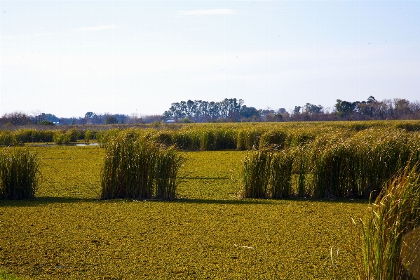 Landscape tree nature grass Photo