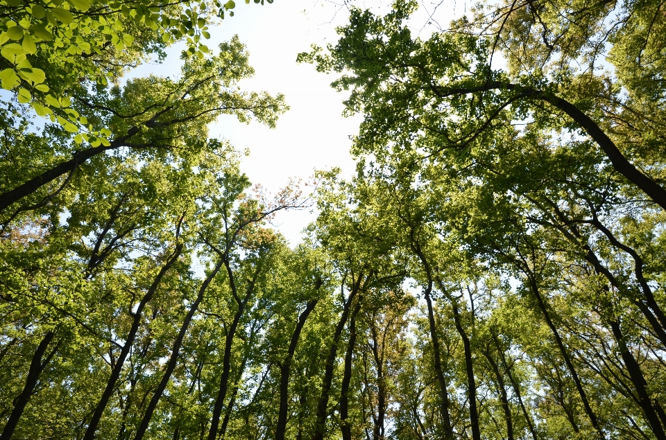 árvore floresta filial plantar