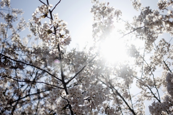 Landscape nature branch blossom Photo