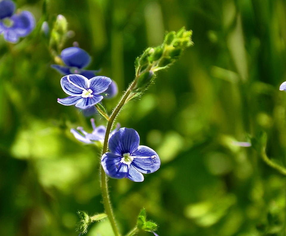 Natureza florescer plantar campo