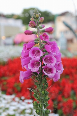 Nature blossom plant flower Photo