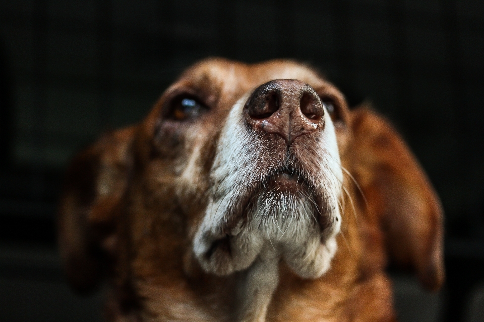 Beyaz köpek hayvan aşk