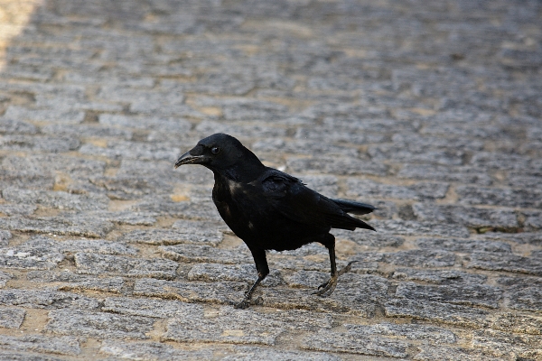 Foto Alam burung sayap satwa