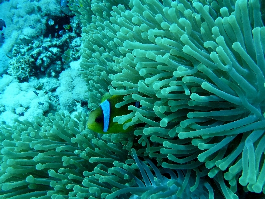 Underwater green biology coral Photo