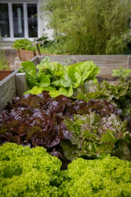 Flower food salad produce Photo