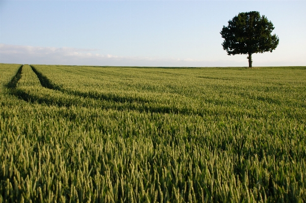 Landscape tree nature grass Photo