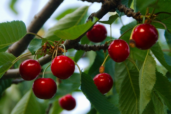 Photo Bifurquer usine fruit fleur