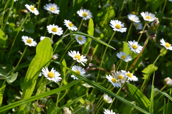 Nature grass blossom growth Photo