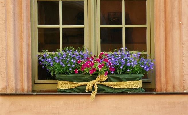 Architecture plant flower window Photo