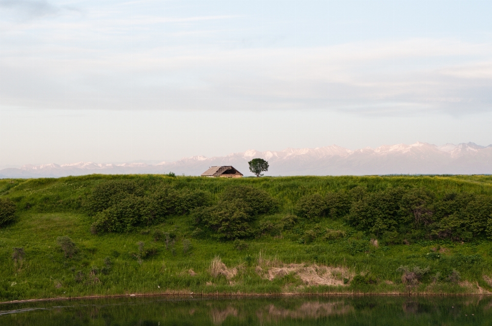 Landscape sea coast tree