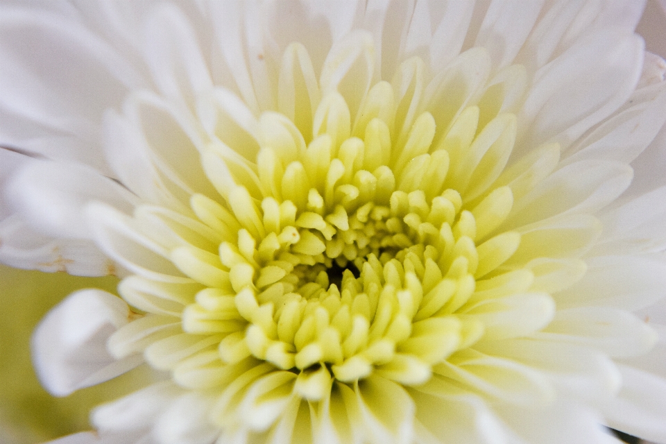 Fiore pianta bianco fotografia