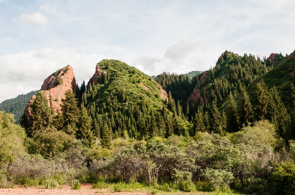 木 森 rock 荒野
 写真