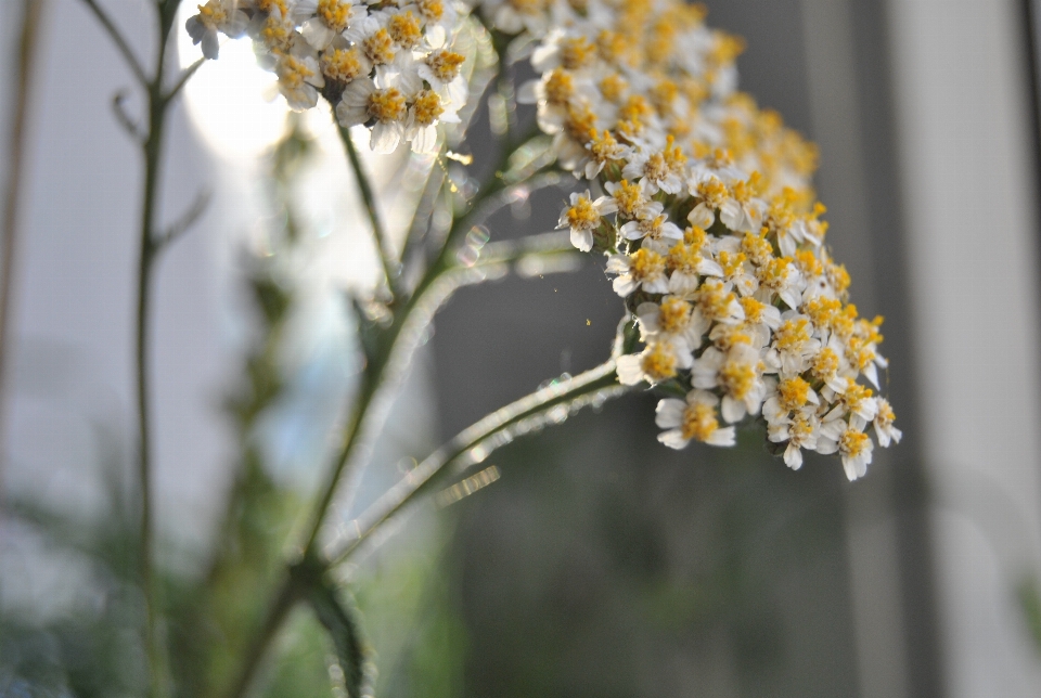 Nature bifurquer fleurir usine