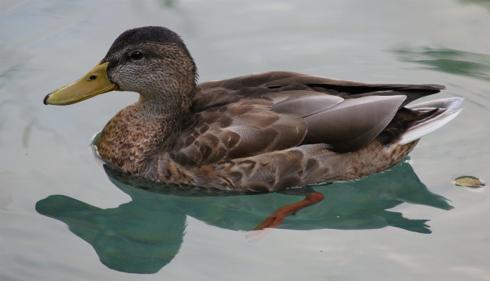 水 鳥 羽 動物 写真