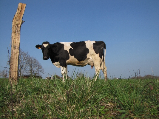 Photo Herbe champ cultiver prairie
